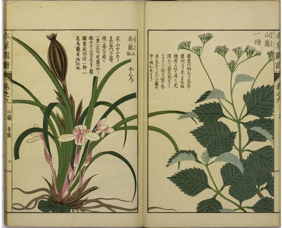 Danh y Lý Thời Trân dành nửa đời người sửa lại Bản thảo cương mục