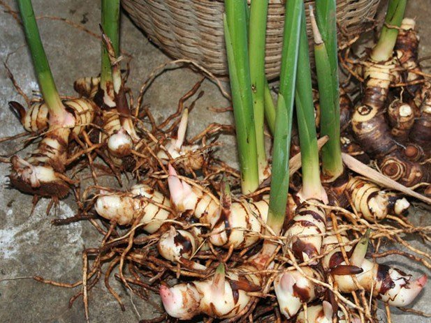 Cách dùng củ riềng để chữa bệnh