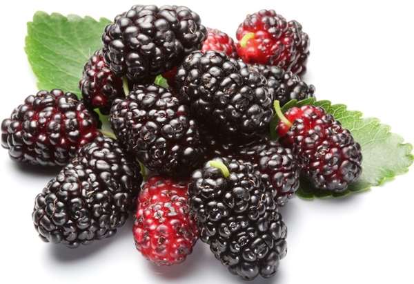 Quả dâu - vị thuốc trường thọ ngay trong vườn