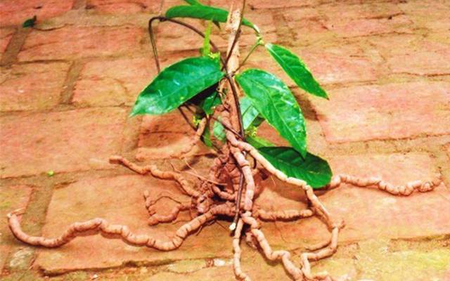 Phương pháp chế biến vị thuốc Ba kích (Radix Morindae)