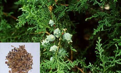 Phương pháp chế biến vị thuốc Bá tử nhân