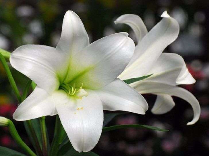 Truyền thuyết về bách hợp ở các nơi trên thế giới