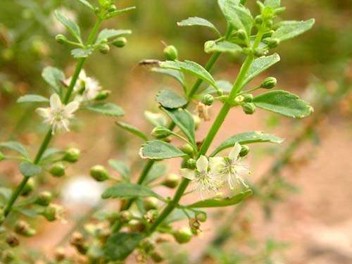 Chữa say sắn bằng cây Cam thảo đất