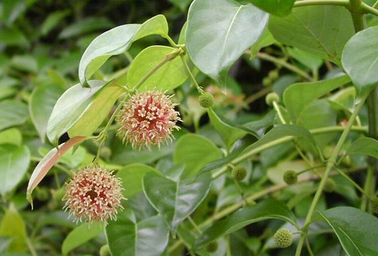 Câu Đằng: Công dụng và cách dùng để trị bệnh hiệu quả