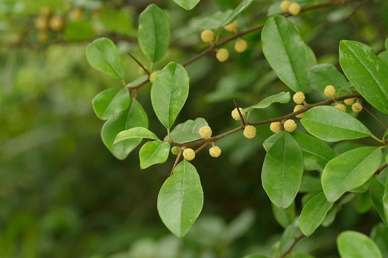 Công dụng Cây mỏ quạ