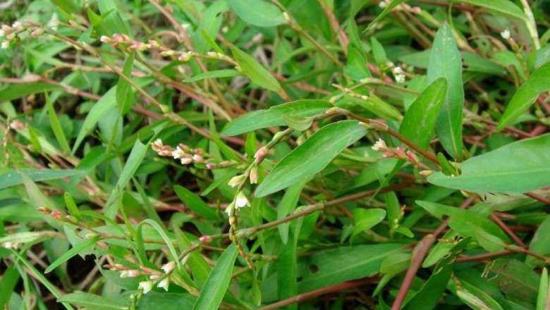 Cây Nghể Răm có độc không?