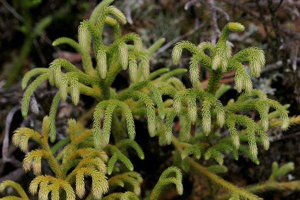 Bộ phận độc và chất độc trong cây Thông đất