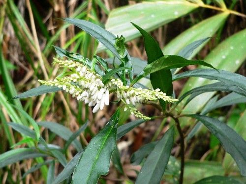 Công dụng của vị thuốc Viễn chí