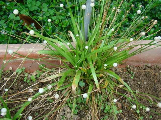 Công dụng trị bệnh của vị thuốc Cốc tinh thảo