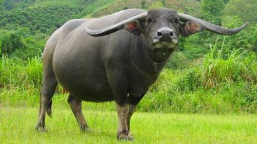 Trâu với nền nông nghiệp Trung Quốc