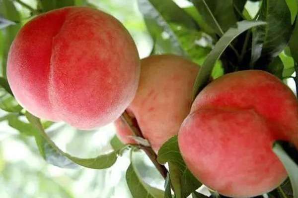 Đào tiên và văn hóa cổ đại Trung Quốc