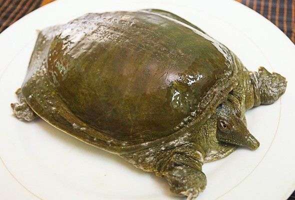 Đặc tính, công dụng của Mai ba ba