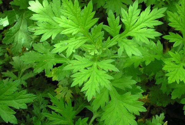 Ngải cứu - Ai bị kinh nguyệt không đều thì đừng bỏ qua