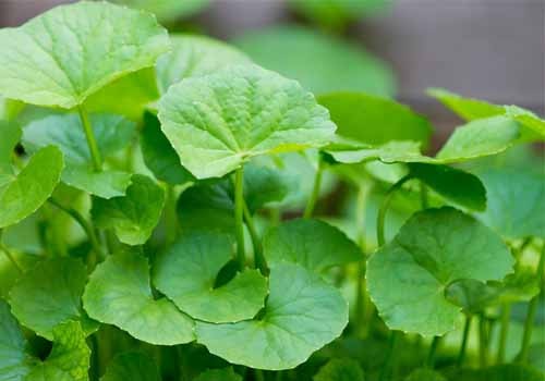 Bộ phận làm thuốc và thành phần hóa học của Rau Má