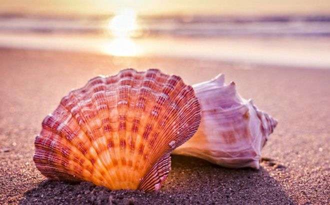 Đặc tính, công dụng của Sò biển