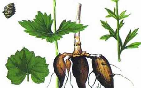 Thiên hùng - Đặc tính, công dụng và phương thuốc trị liệu