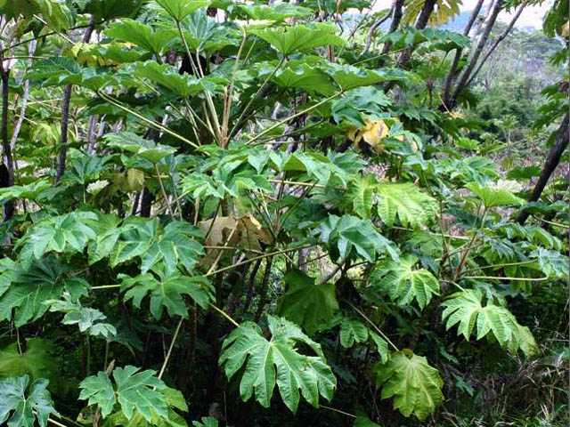 Công dụng và cách dùng Thông thảo để trị bệnh