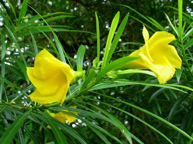 Bộ phận độc và chất độc trong cây Thông thiên