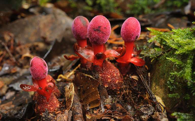 Tỏa dương có công dụng gì? Dùng để trị bệnh gì?