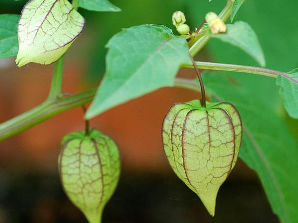 Toan tương - Vị thuốc chữa khó sinh