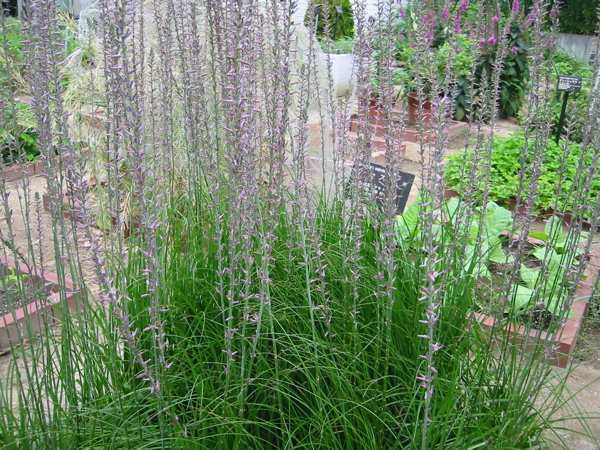 Tri mẫu có công dụng gì? Bài thuốc trị bệnh bằng Tri mẫu