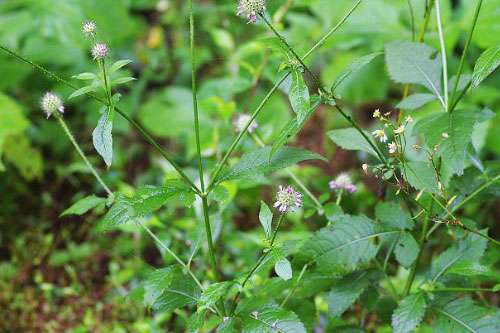 Một số bài thuốc dân gian có vị thuốc TỤC ĐOẠN