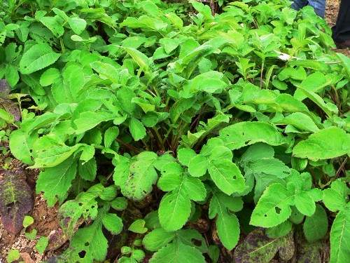 Đặc tính, công dụng, phương thuốc trị liệu của Tục đoạn