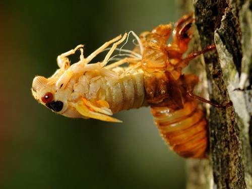 Đặc tính, công dụng của Ve sầu