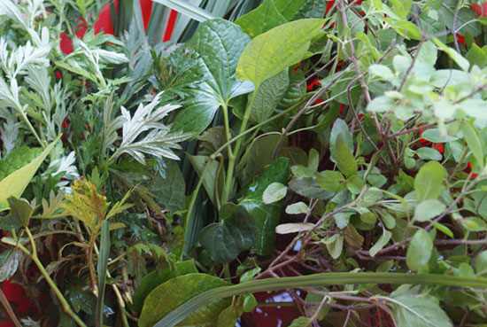 Phương pháp xông khi mắc các bệnh thông thường