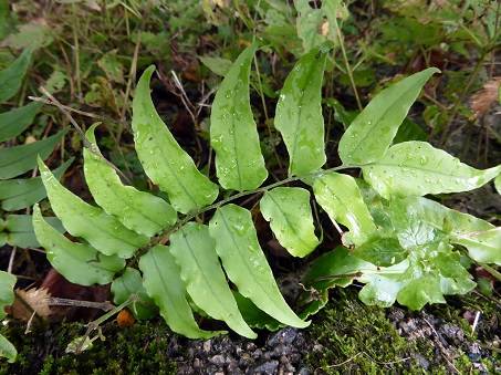 Quán chúng - Đặc tính, công dụng và phương thuốc trị liệu