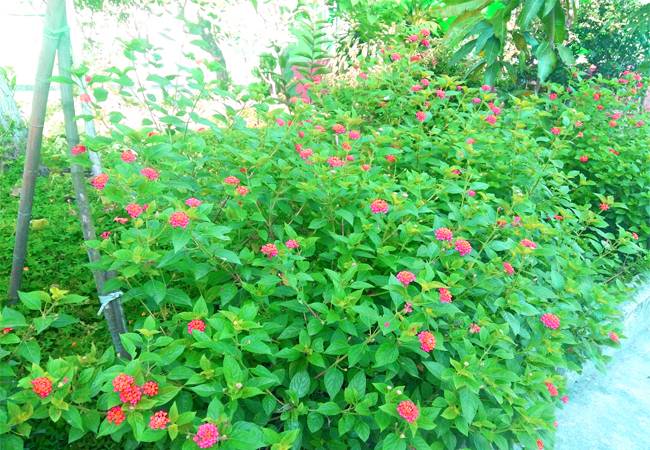 PQA vườn hoa dược liệu