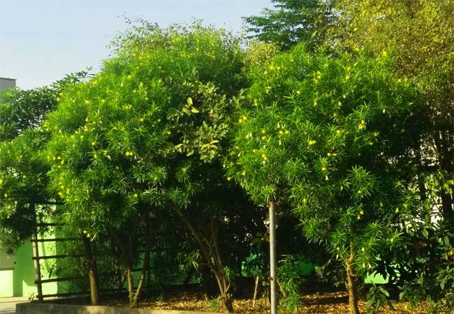 Vườn hoa dược liệu