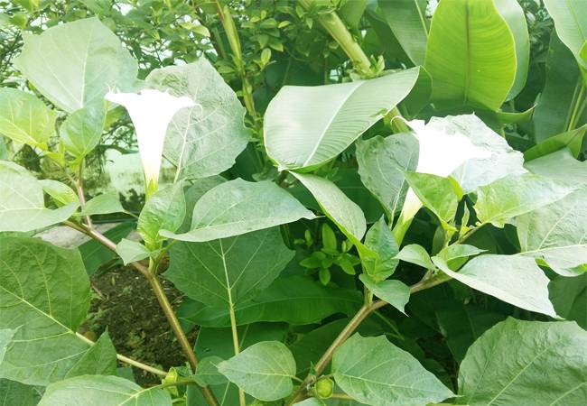 PQA vườn hoa dược liệu