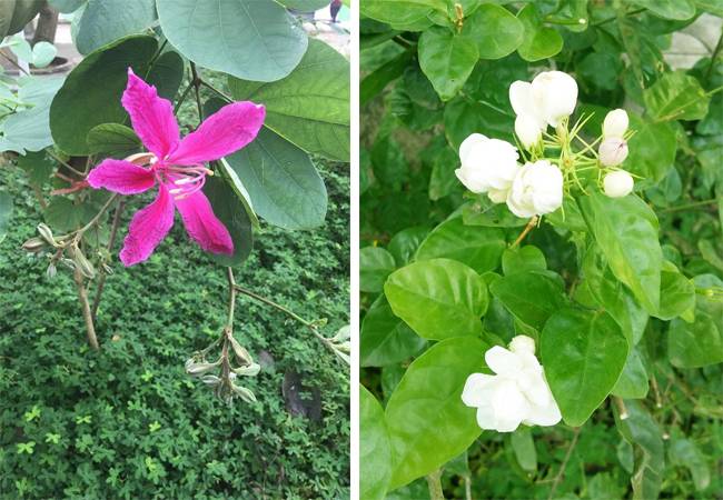 Vườn hoa dược liệu